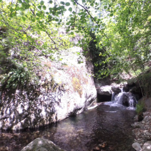 Taurinya
